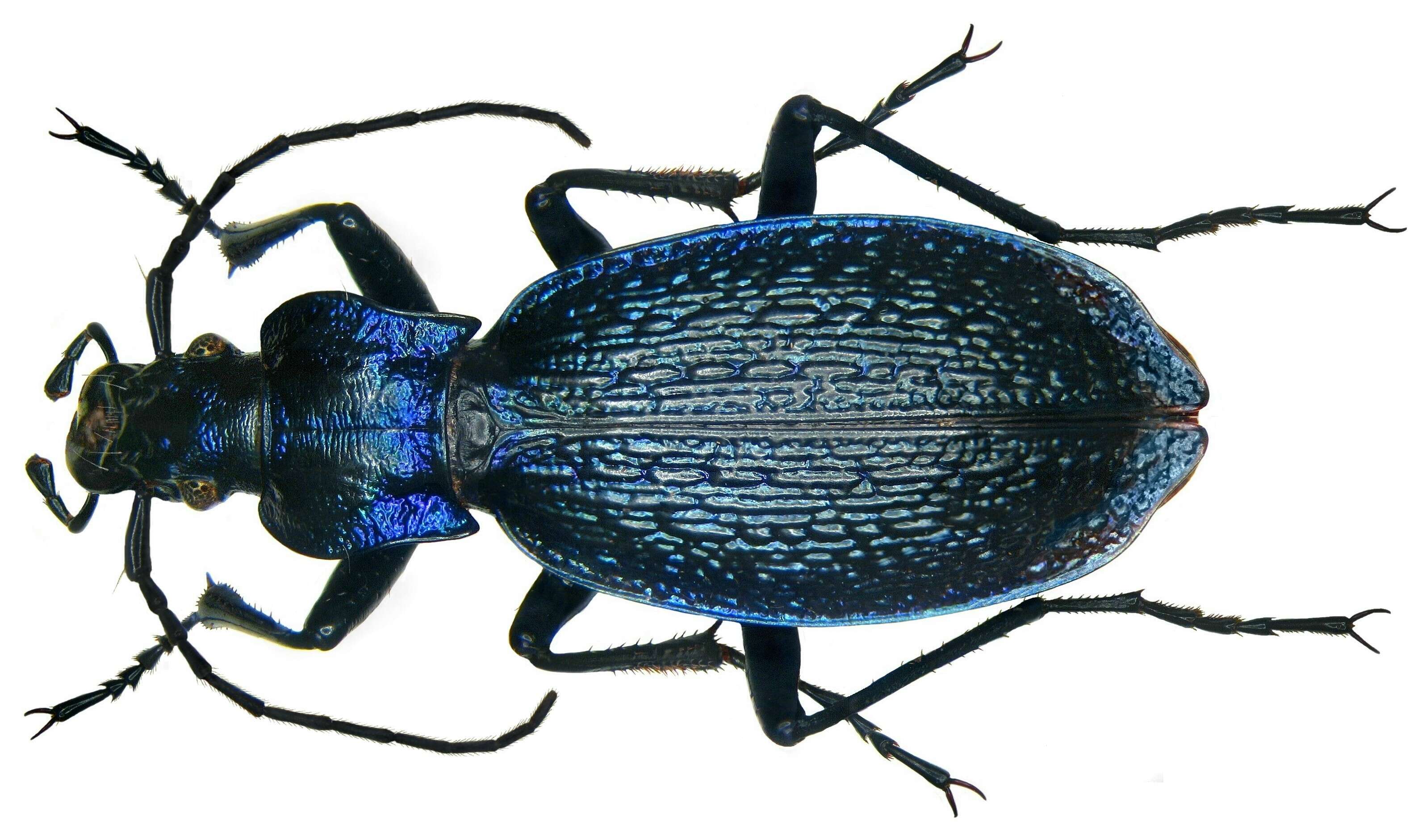 Image de Carabus