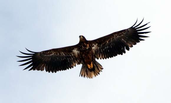 Image of White-tailed Eagle