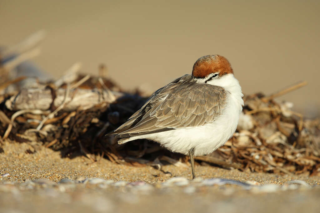 Image de Pluvier à tête rousse