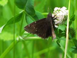 Image of Northern Cloudywing