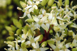 Image of Gray Dogwood