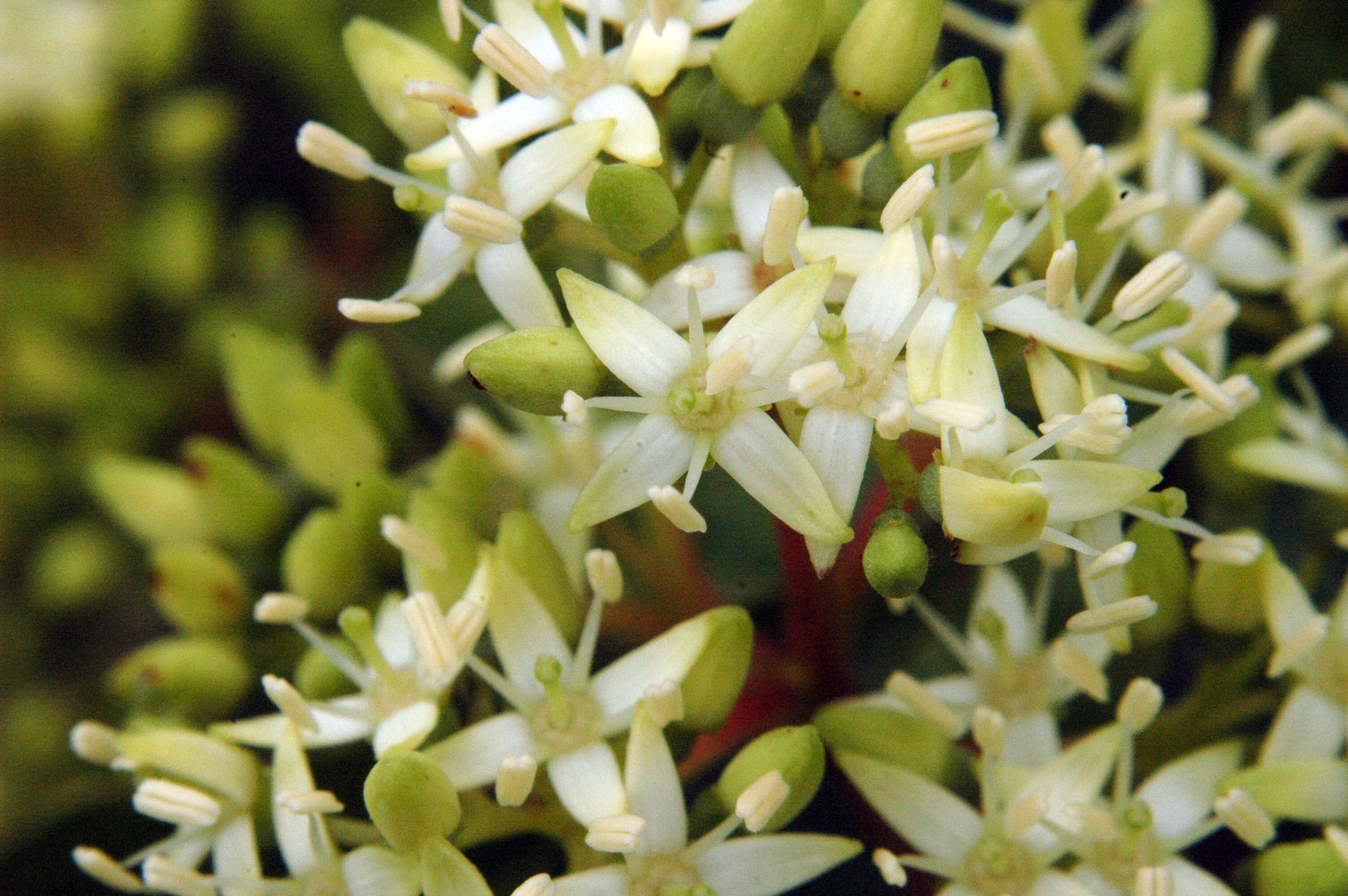 Image of dogwoods