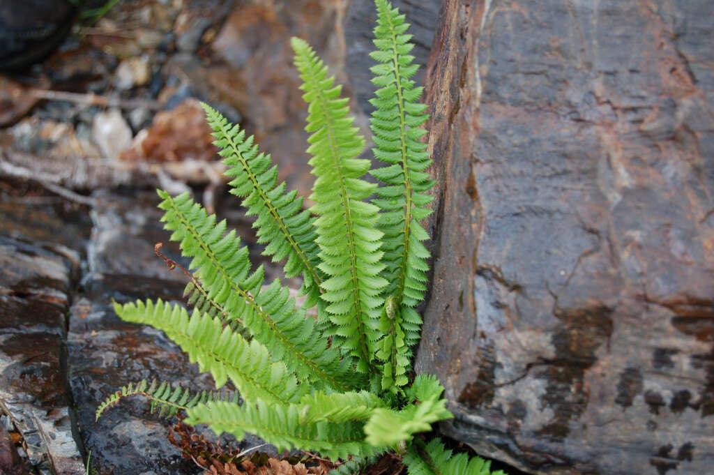 Image of holly fern