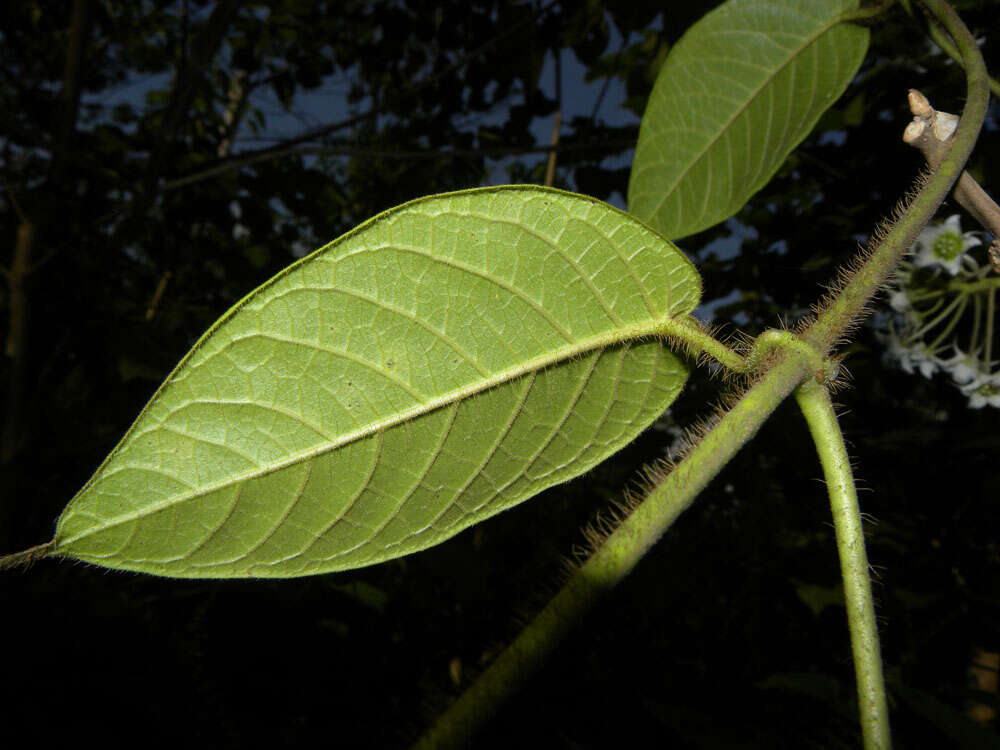 Image of Fischeria billbergiana (Beurling) G. Morillo