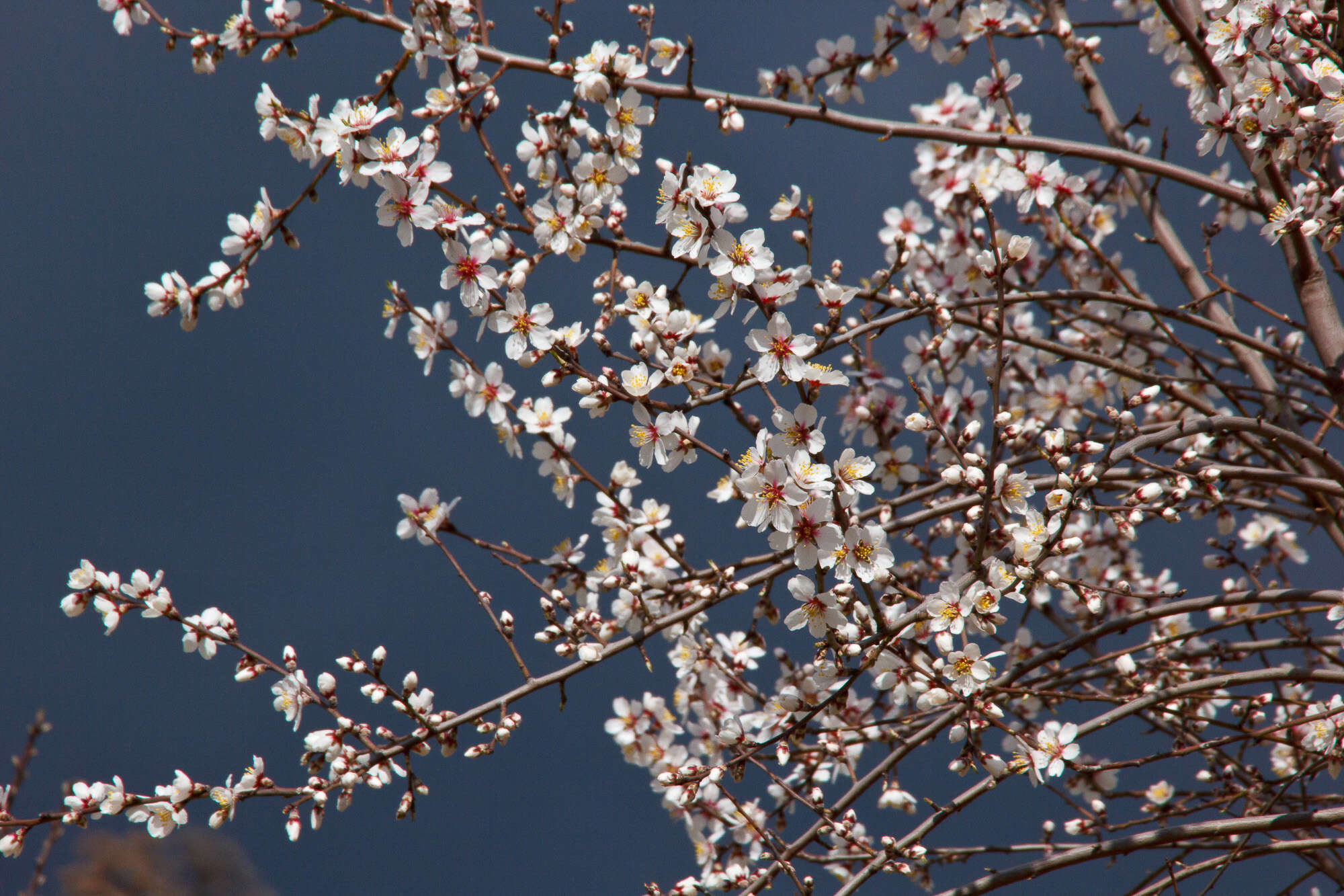Imagem de Prunus