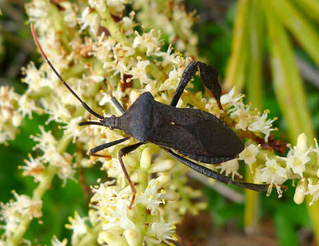 Image of Acanthocephala