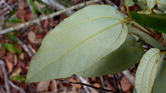 Image of Luehea ochrophylla Mart.