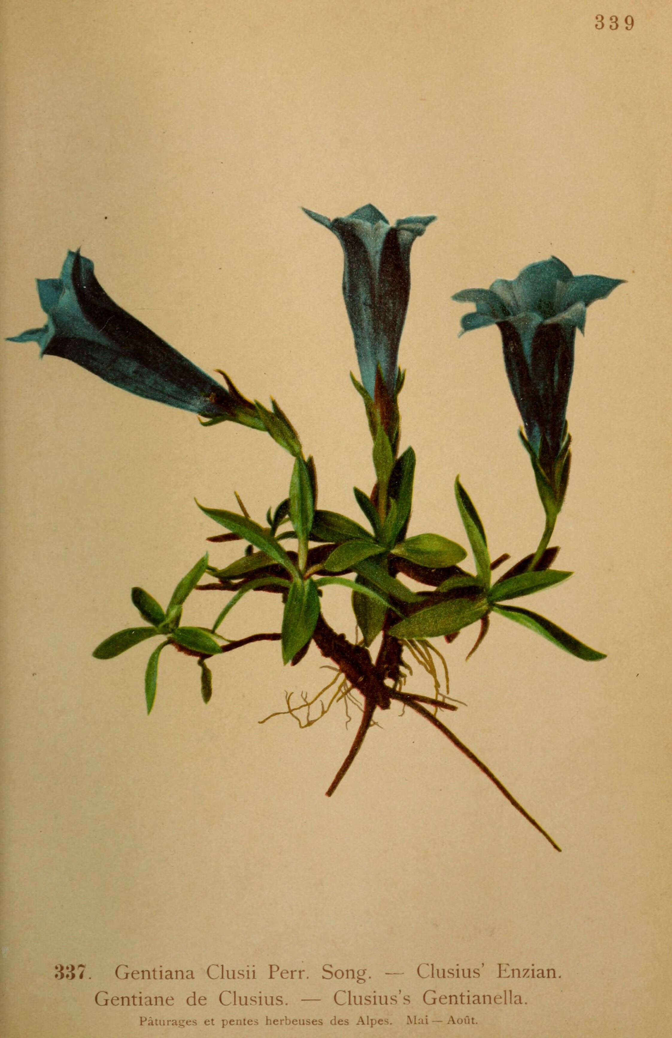 Image of Gentiana clusii Perr. & Song.