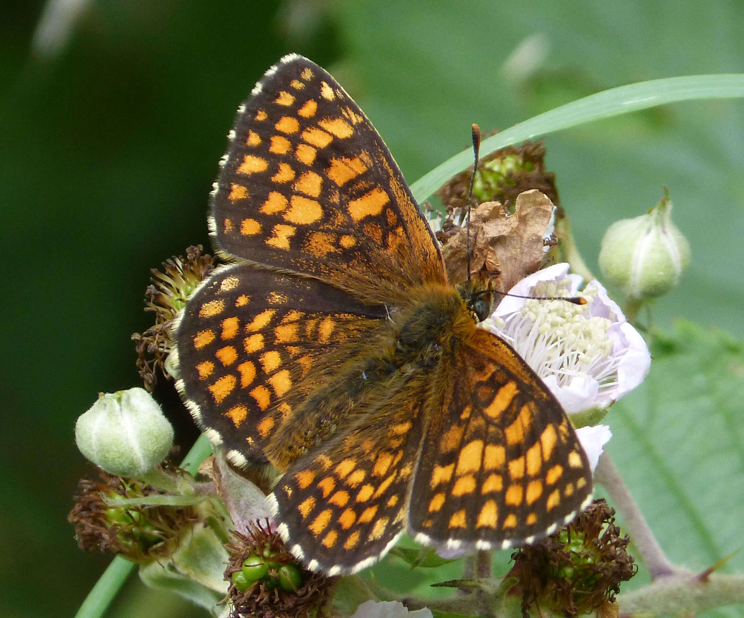 Image of Heath fritillary