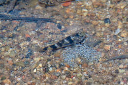 Image of Brachygobius