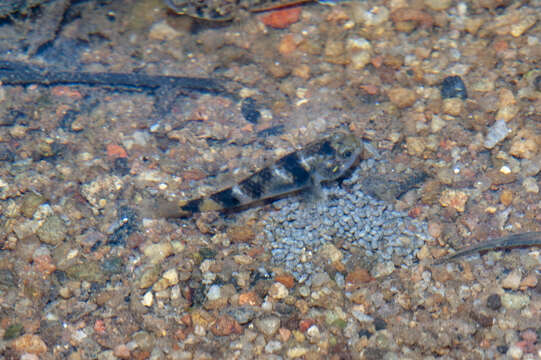 Image of Kabili bumblebee goby