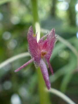 Image of Spur orchids
