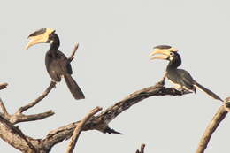 Image of Malabar Pied Hornbill