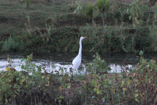 Image of Intermediate Egret