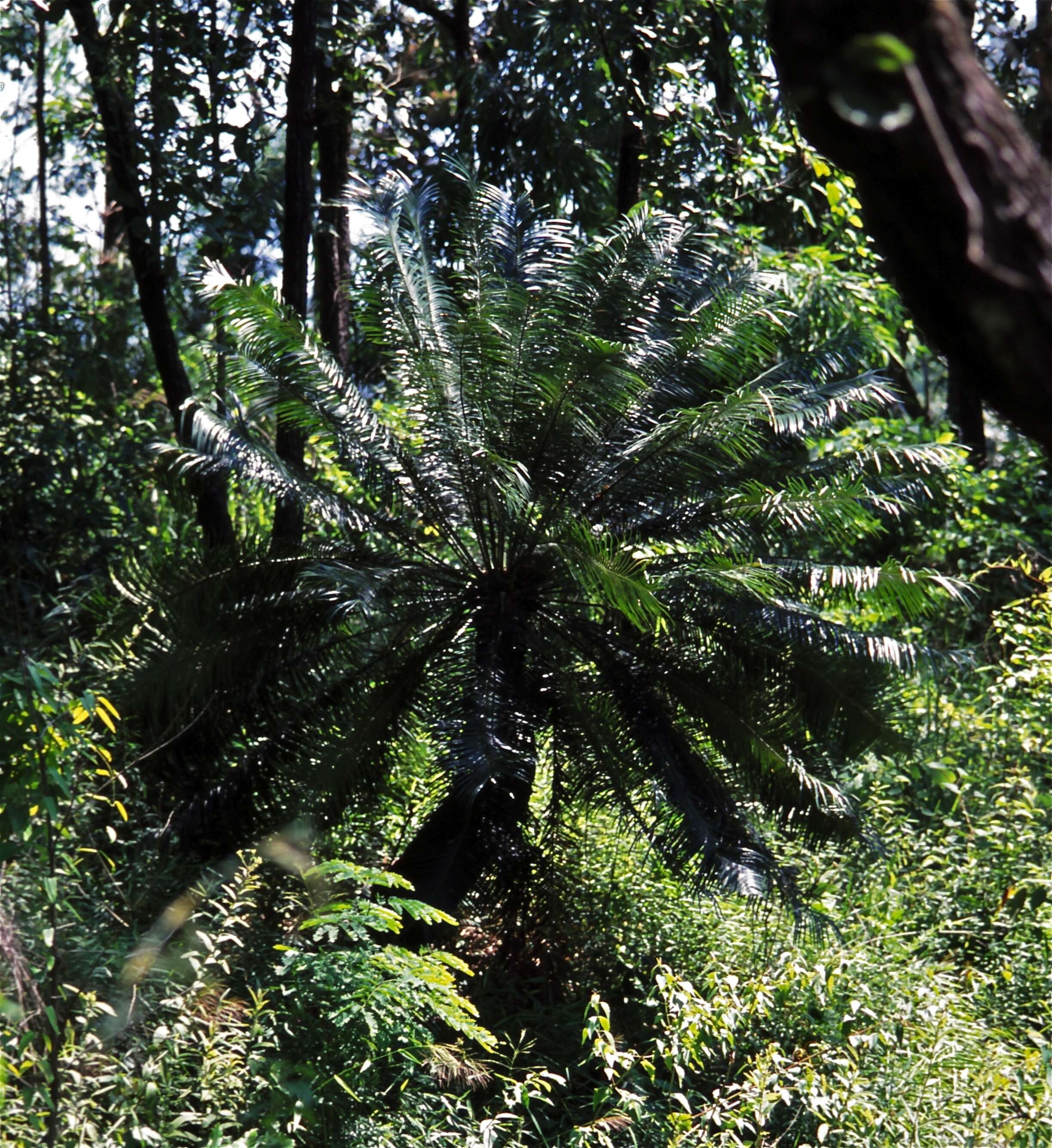 Image of Cycad