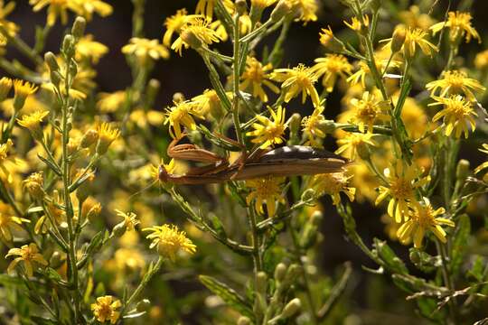 Image of Mantis