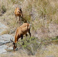 Image of Hartebeest