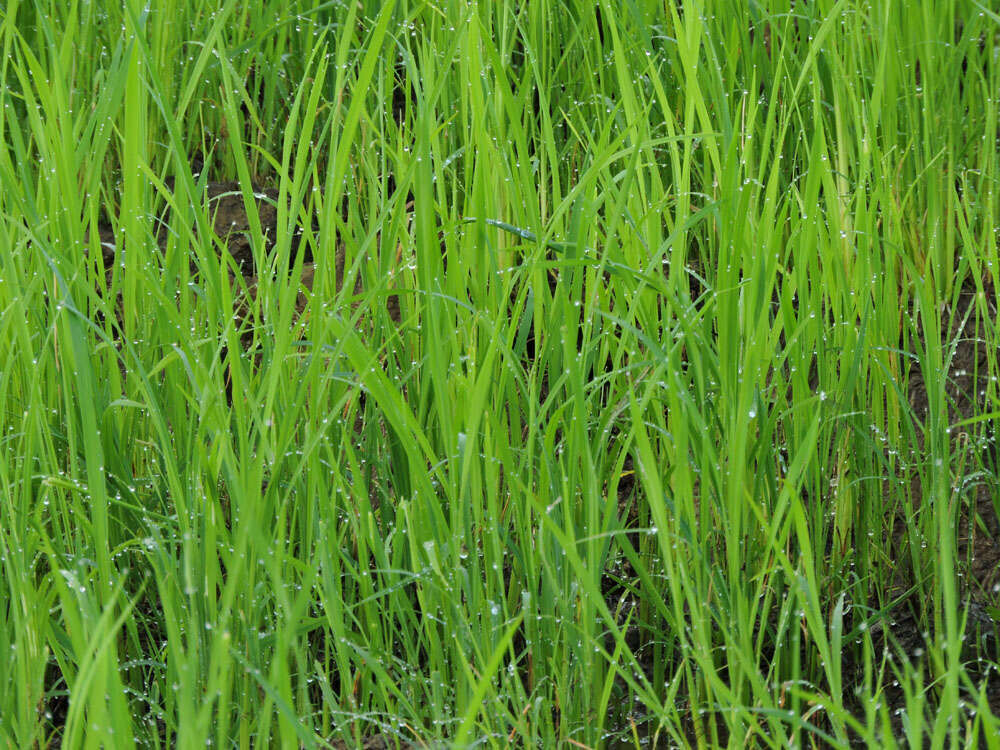 Image of rice