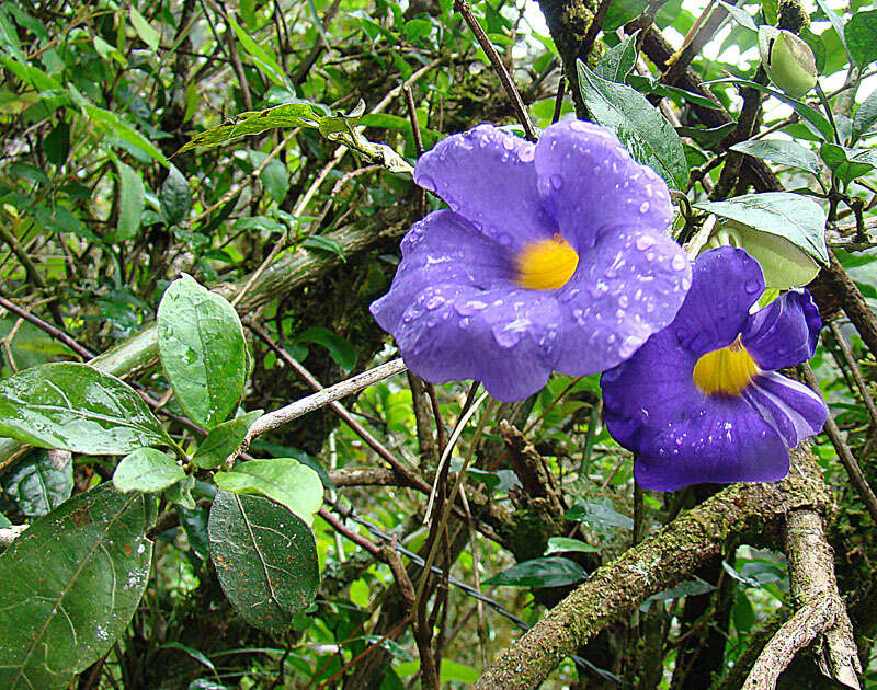 Image of Thunbergia battiscombei Turrill