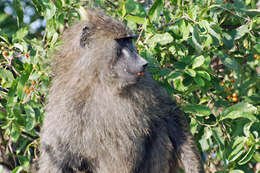 Image of Baboon