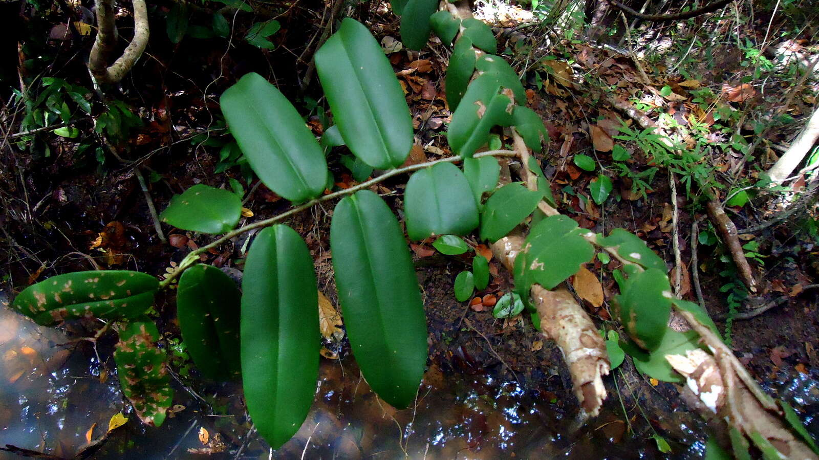 Image of Marcgravia coriacea Vahl