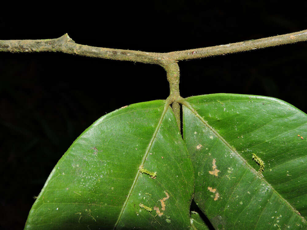 Image of Macrolobium costaricense W. C. Burger