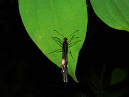 Image of Parides