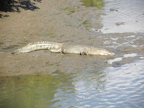 Image of Estuarine Crocodile