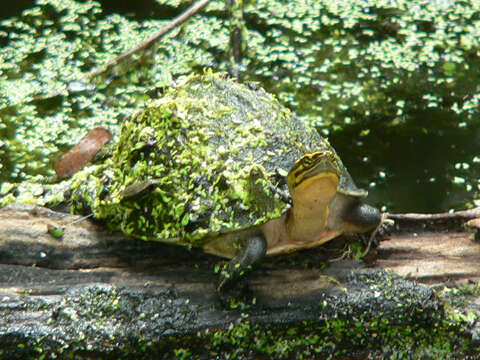 Image of Asian box turtle