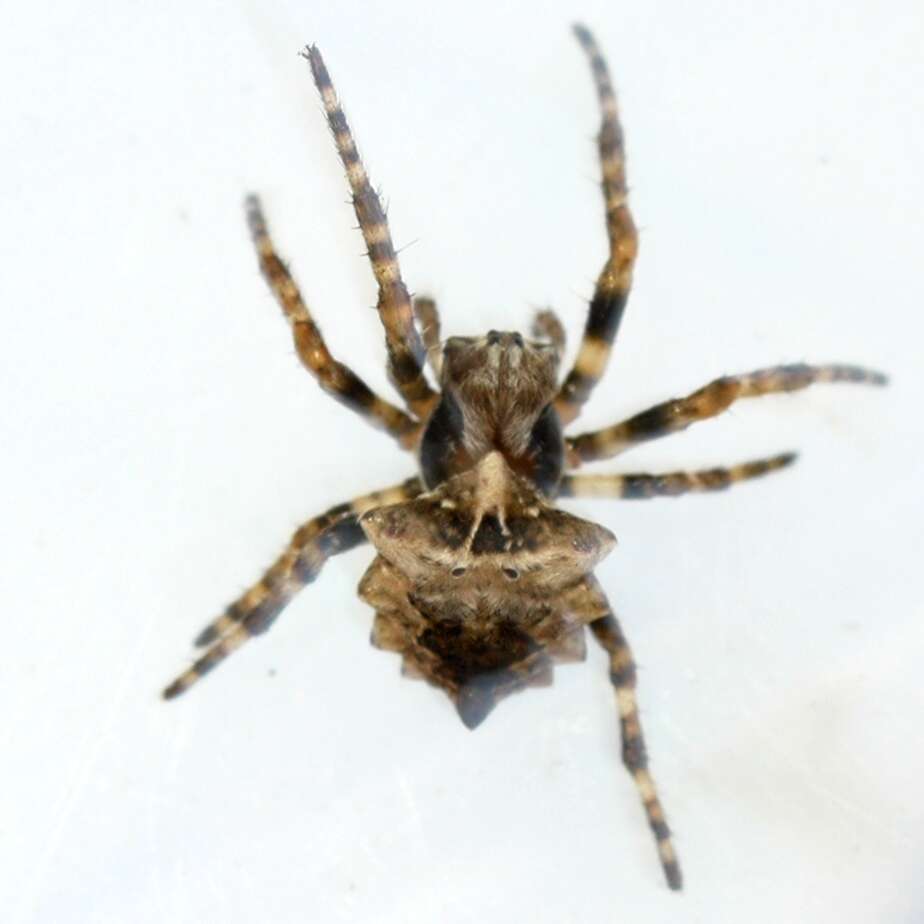 Image of Starbellied Orbweaver