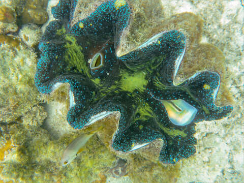 Image of Giant Clam