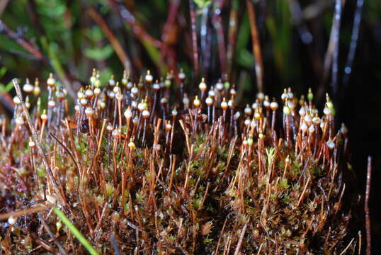 Image of tayloria dung moss