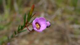 Image of Euryomyrtus ramosissima (A. Cunn.) Trudgen