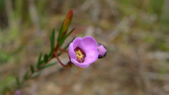 Image of Euryomyrtus