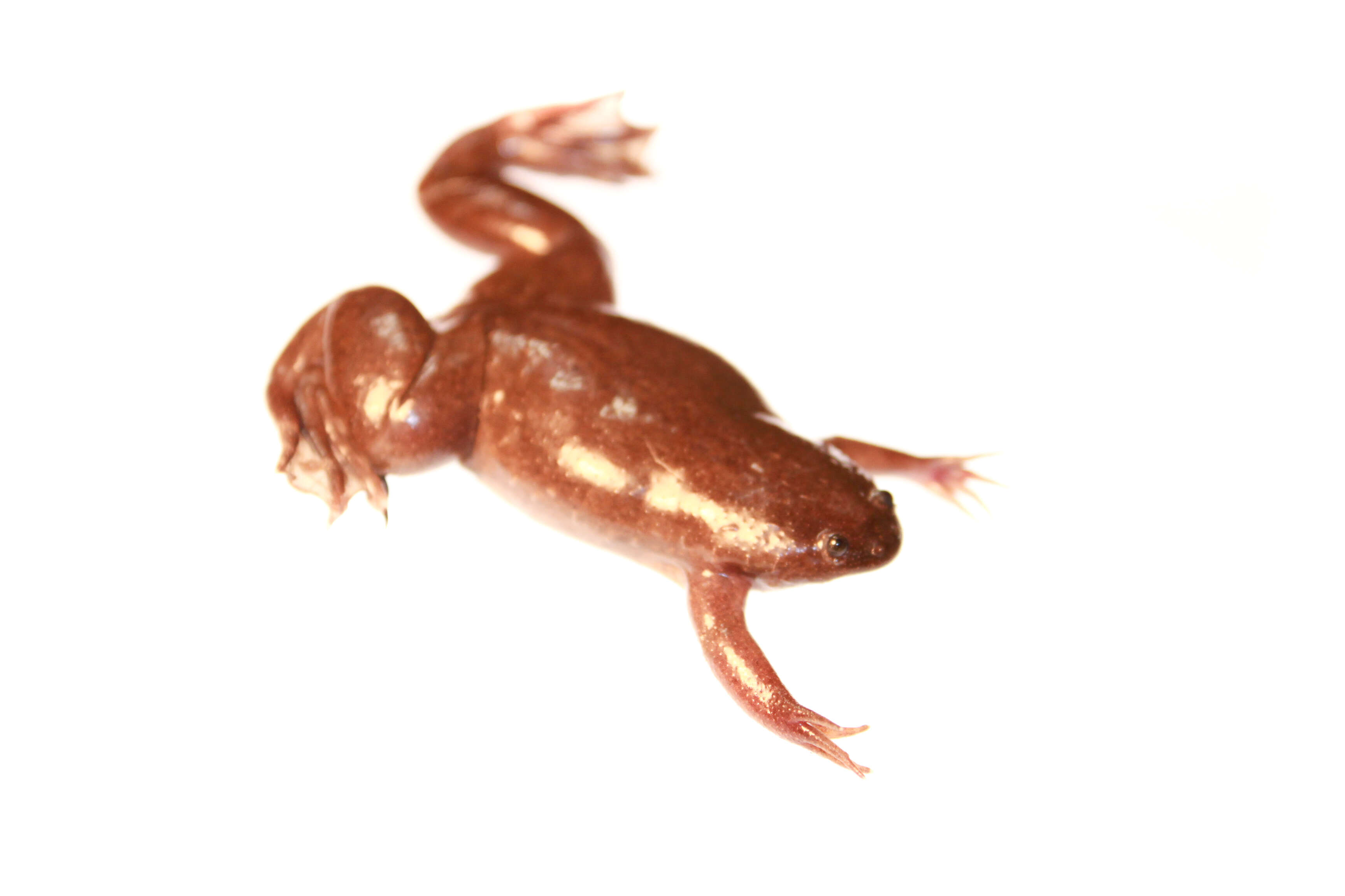 Image of Common Clawed Frogs