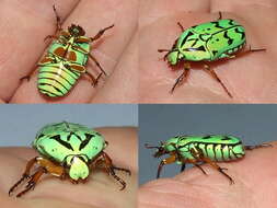 Image of flower chafers (beetles)