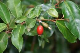 Image of Elaeagnus triflora Roxb.