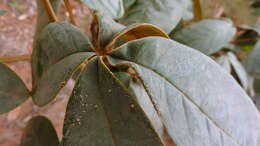 Image of Vitex hypoleuca Schauer