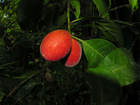 Image of Pouteria durlandii (Standl.) Baehni