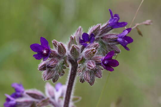 Image of bugloss