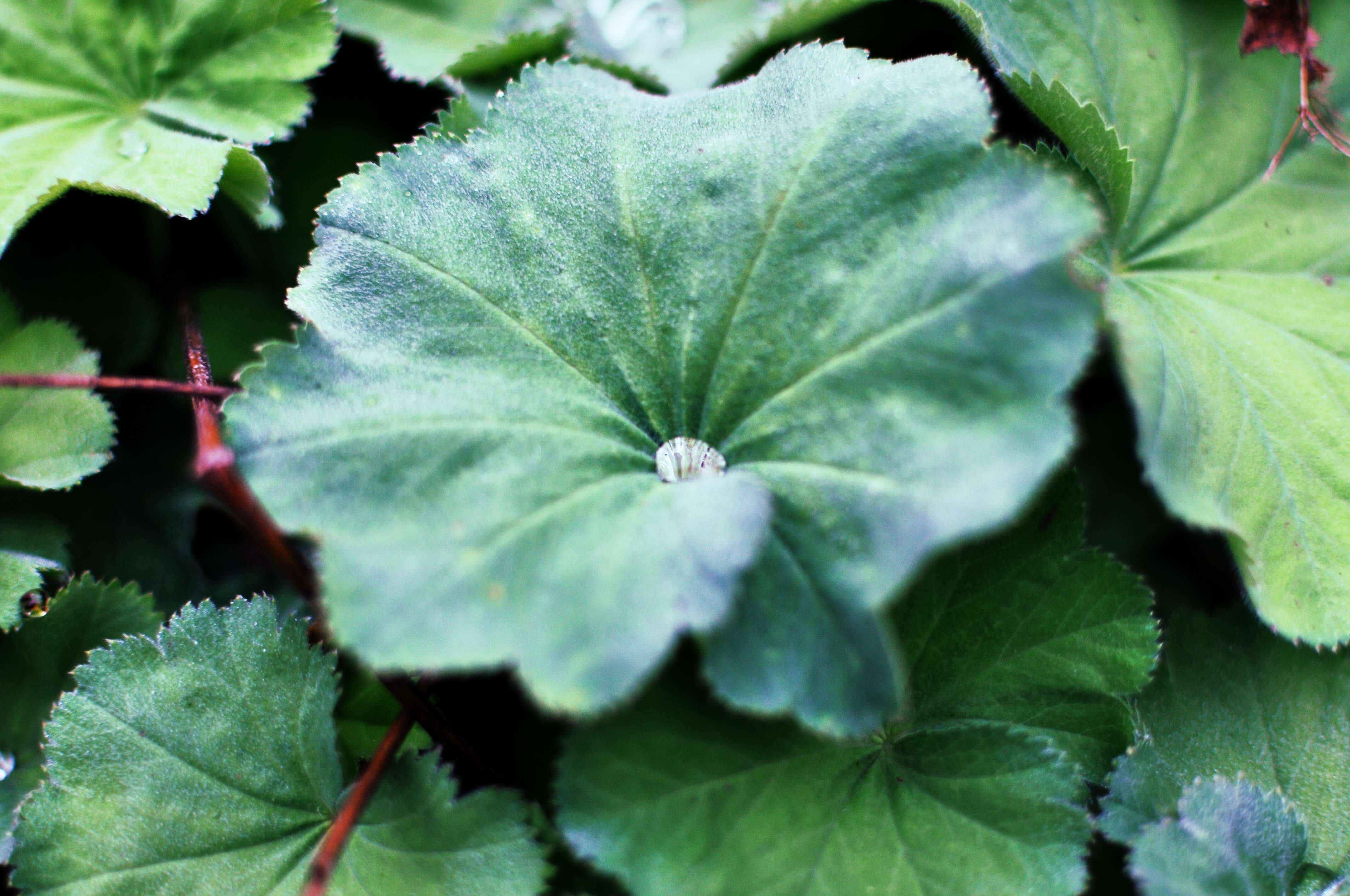 Image of lady's mantle