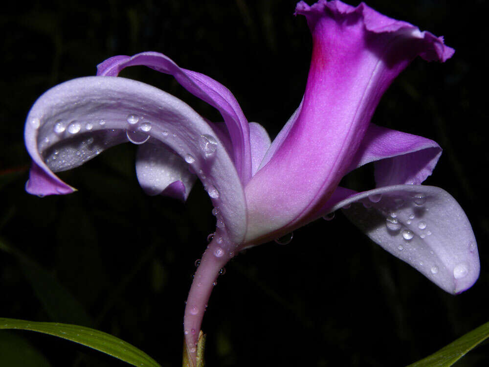 Image of Sobralia labiata Warsz. & Rchb. fil.