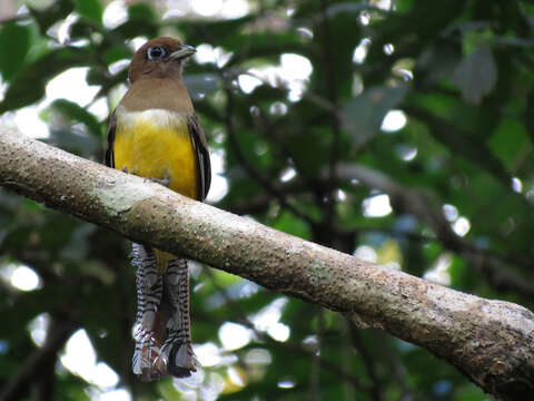 Image of Trogon Brisson 1760