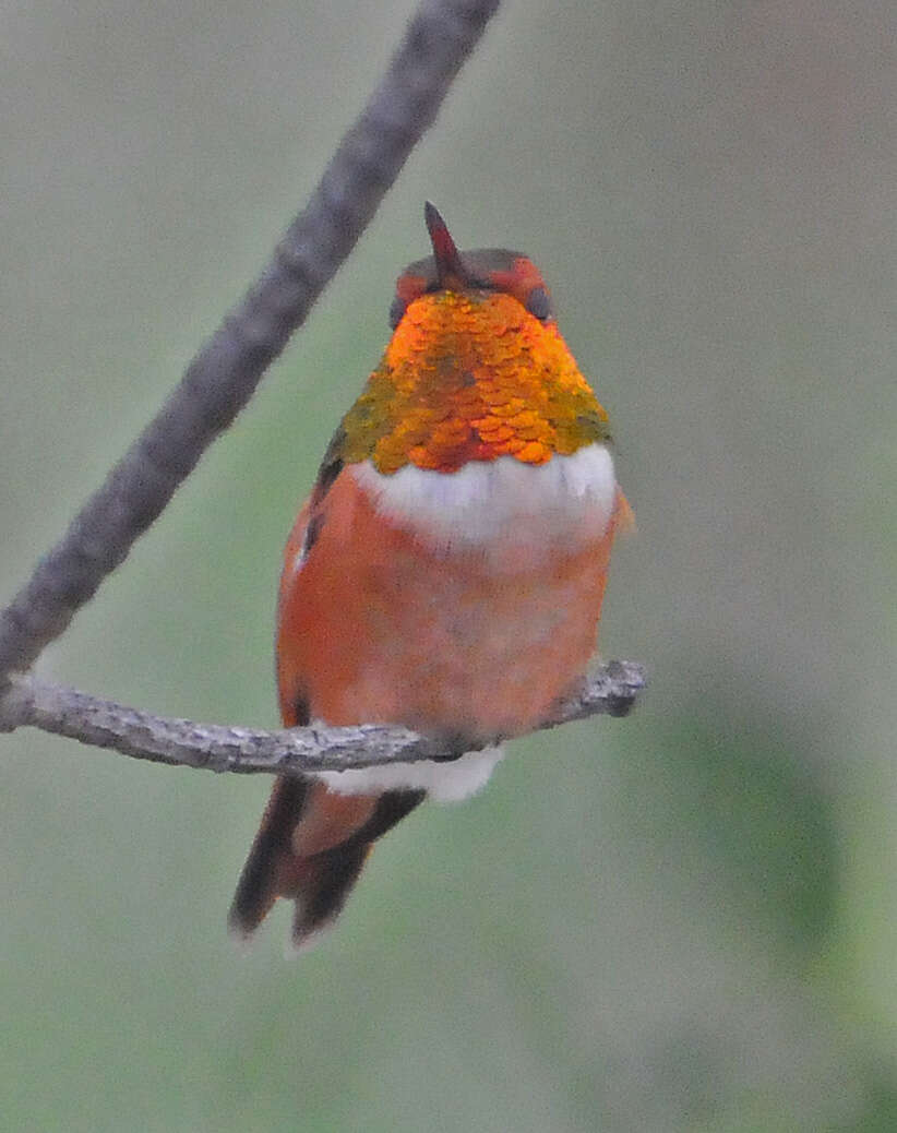 Image de Colibri roux