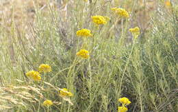 Слика од Helichrysum italicum (Roth) G. Don fil.