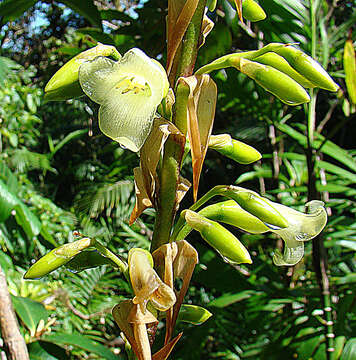 Image of Werauhia pedicellata (Mez & Wercklé) J. R. Grant