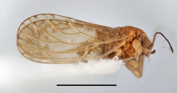 Image of Psyllid