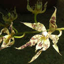 Image of Rhynchostele hortensiae (R. L. Rodr.) Soto Arenas & Salazar