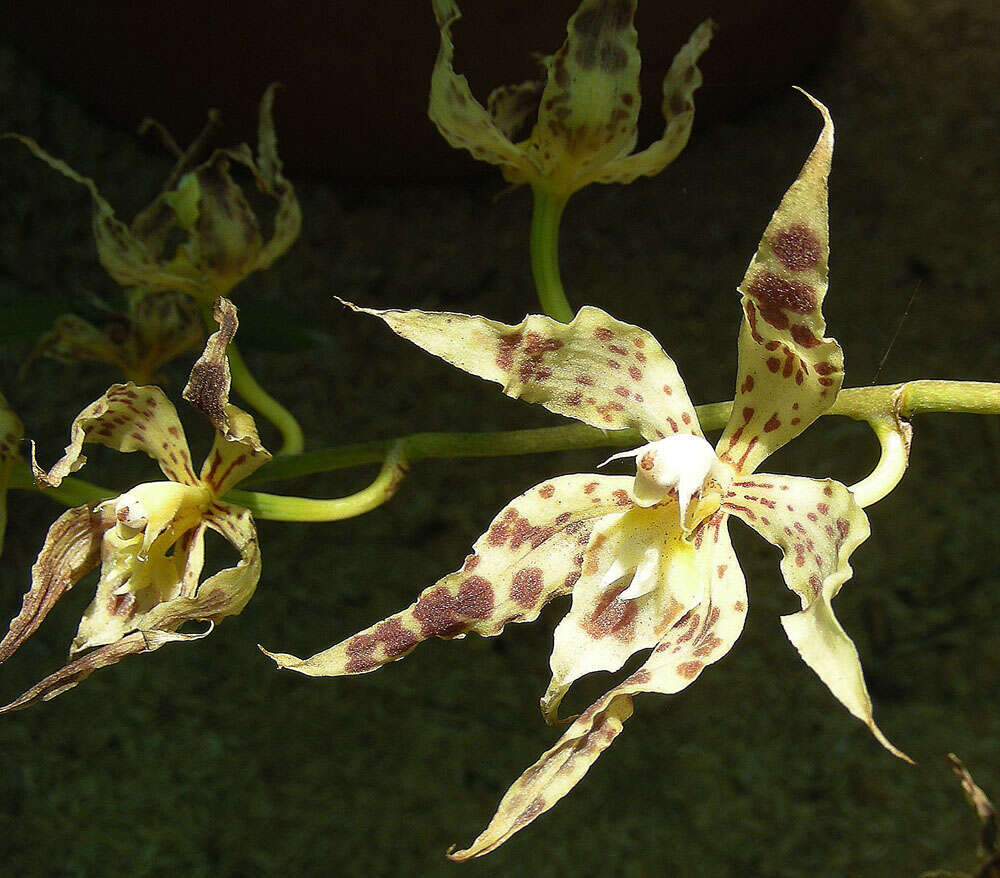 Image of Rhynchostele hortensiae (R. L. Rodr.) Soto Arenas & Salazar