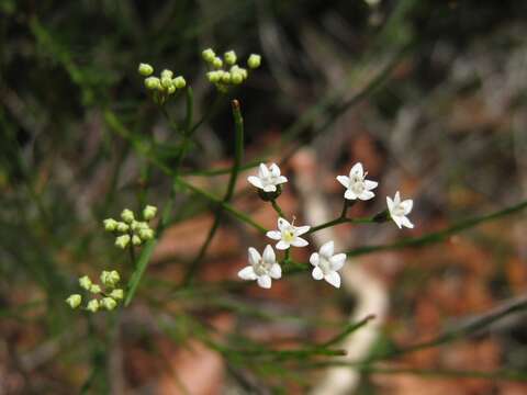 Image of Platysace linearifolia (Cav.) C. Norman